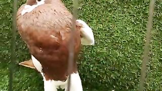 Gubara Pigeon