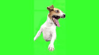 Green Screen Laughing Dog Meme