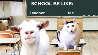 SCHOOL BE LIKE (goat talking to clueless cat meme)