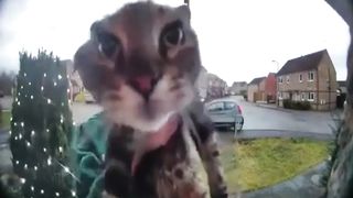 Cat Meows At Doorbell Camera with Different Sounds
