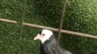 Megpai Gubara mail pigeon