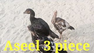 Aseel Chicks