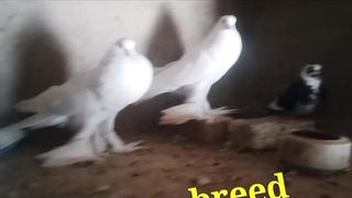 Gubara Pigeon