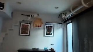 Cat's paradise in the apartment