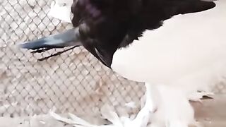 Black megpai 0 kli chiks pair
