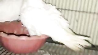 White Frell Back