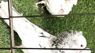 Pigeon breeder pair with chick