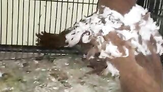 Red And white freel back pair breeder