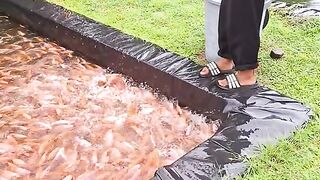 tilapia cultivation