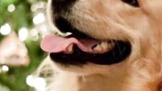 Animal de estimação ????????????????????