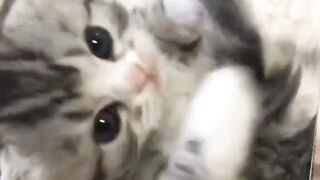 Animal fofos ????????❤️????