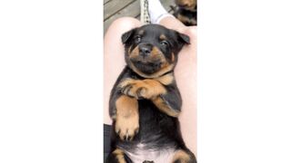 cute funny dogs(tik tok)