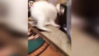 Children funny videos