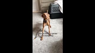 Funny videos