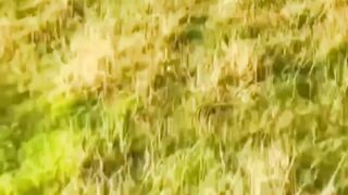 cute animal videos dog and duck