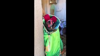 Funny cats and dogs