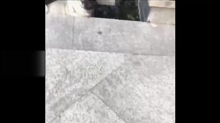 funny animals dog