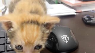 Kitten Goes to Work
