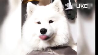 funny animals dog haha