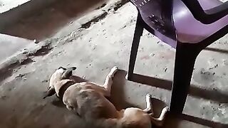 singing dog