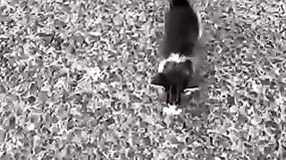 rescuing cats
