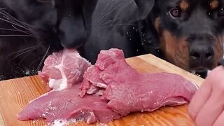 Leopard and rottweiler share a piece .eat