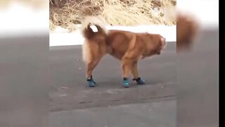 funny pets