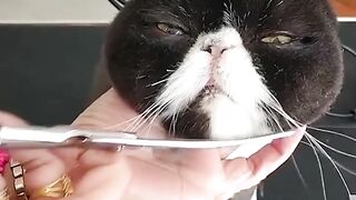 Cute and Funny Dog is Getting Haircut