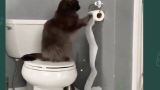funny cat movement ????