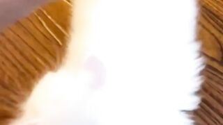 cute animals video