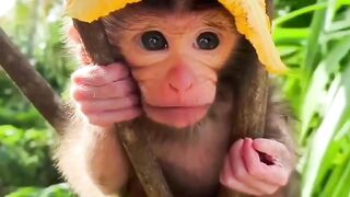 animals in nature