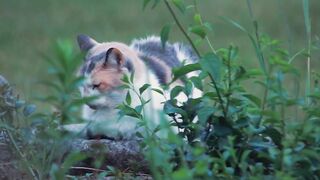 funny cats