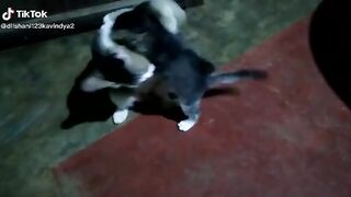 Cute Cats ????
