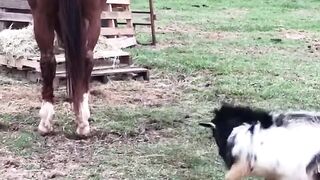 Funny Animal Movement || Knk Advise #shorts #animals