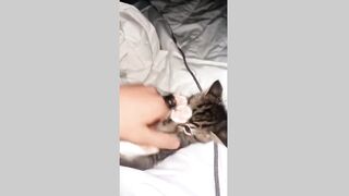 funny cat (tik tok)