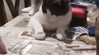 funny cat