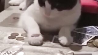 Gatos engraçados