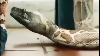 who eats who