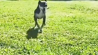 Pets engraçado