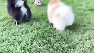 Top Funny cute Dog Vídeos and Tiktok Compilation