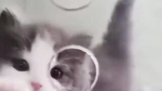 Gatinho fofos