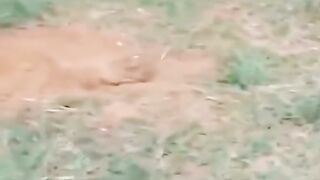 LION VS PIG