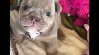 Cute puppy ????