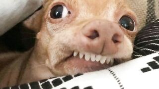 As fotos de animais mais fofas que você vai ver hoje ????