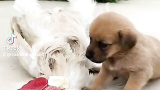 Cute dog emotional video