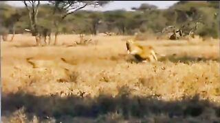the lion attacks