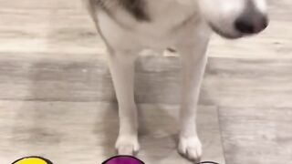 Duke a food judge