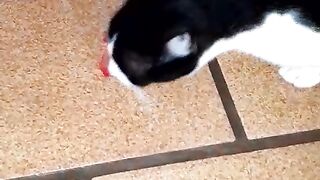 Gato louco