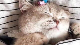 my little cat