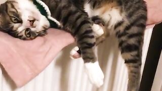 Cute Kitty